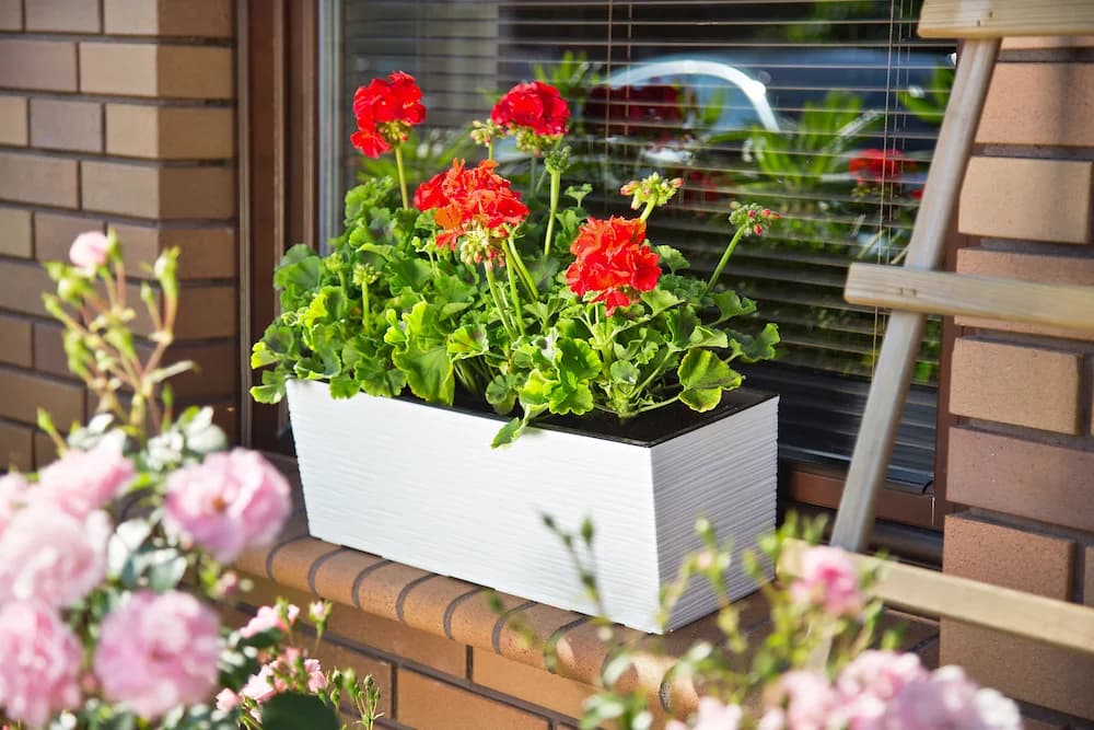 KWIENTNIK BEGONIA 3